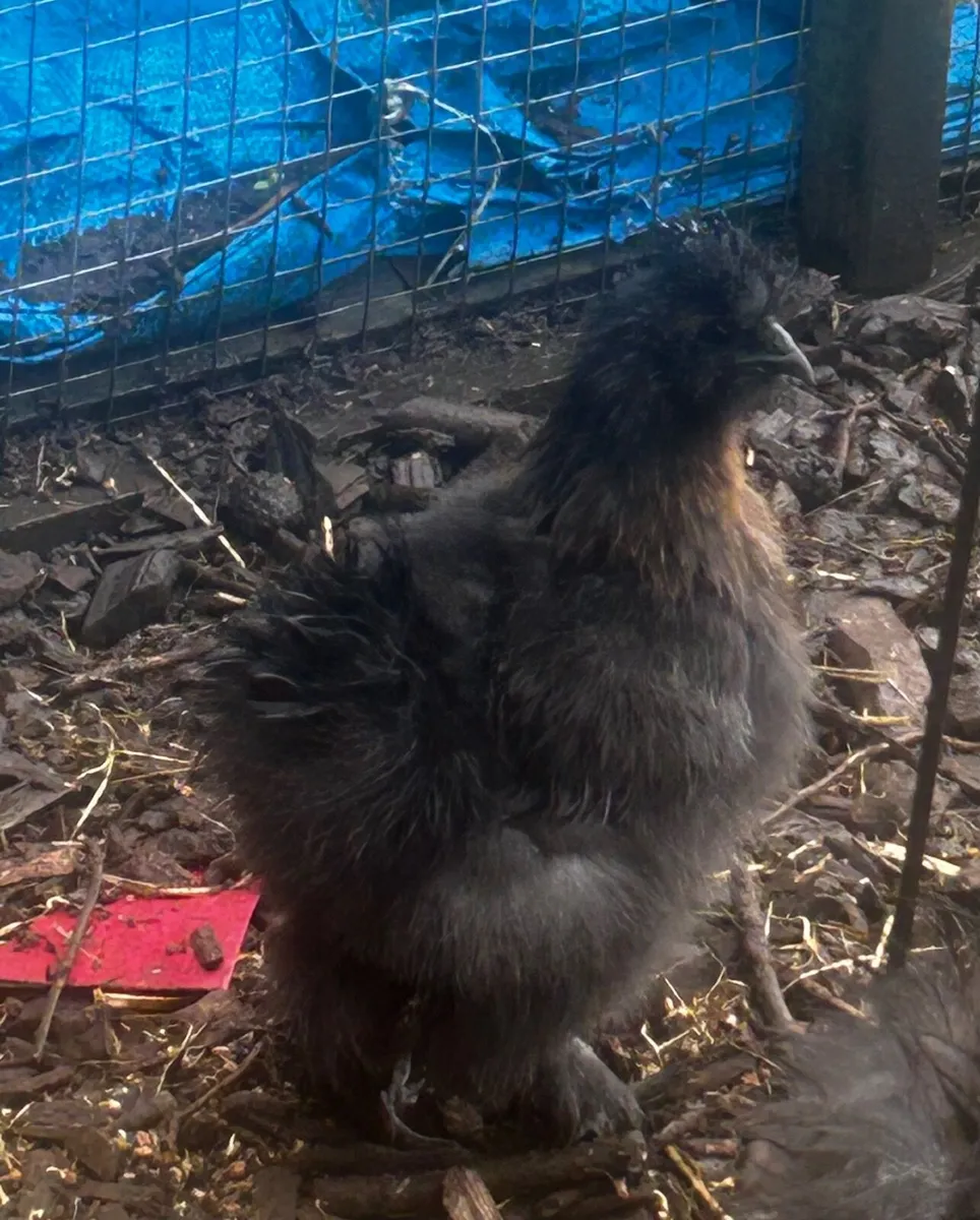 USA Mix Roosters-Free to good homes - Image 3