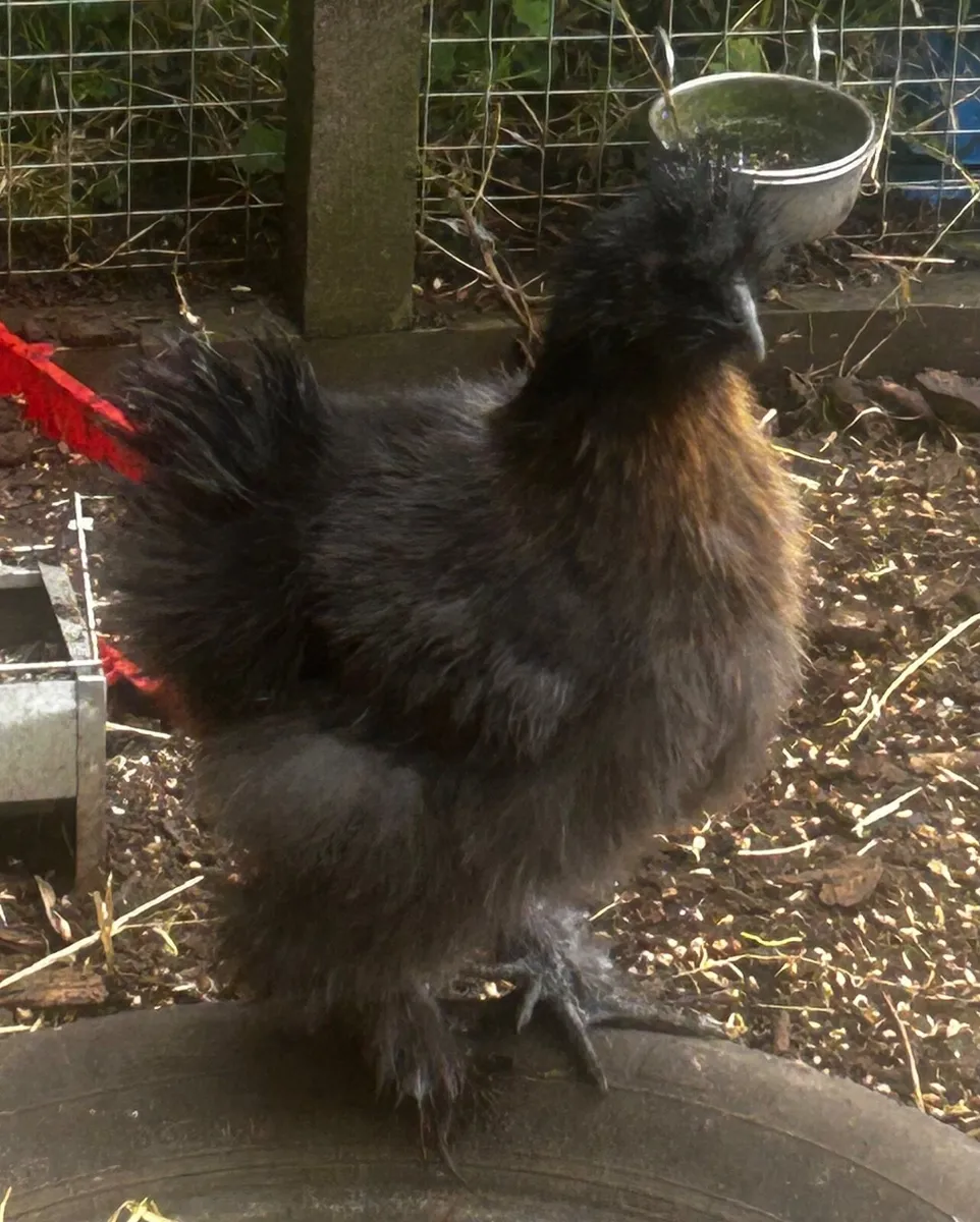 USA Mix Roosters-Free to good homes - Image 4