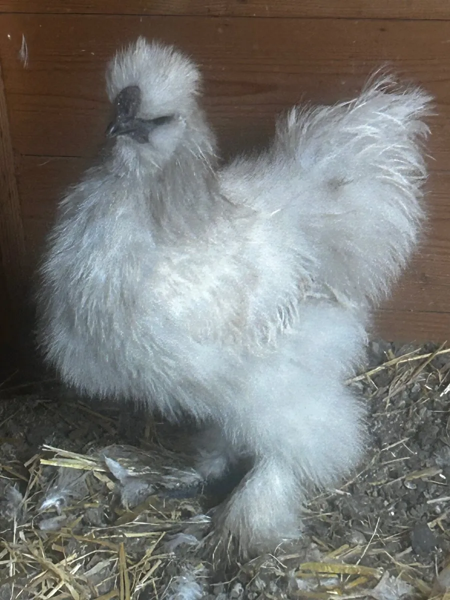 USA Mix Roosters-Free to good homes - Image 1
