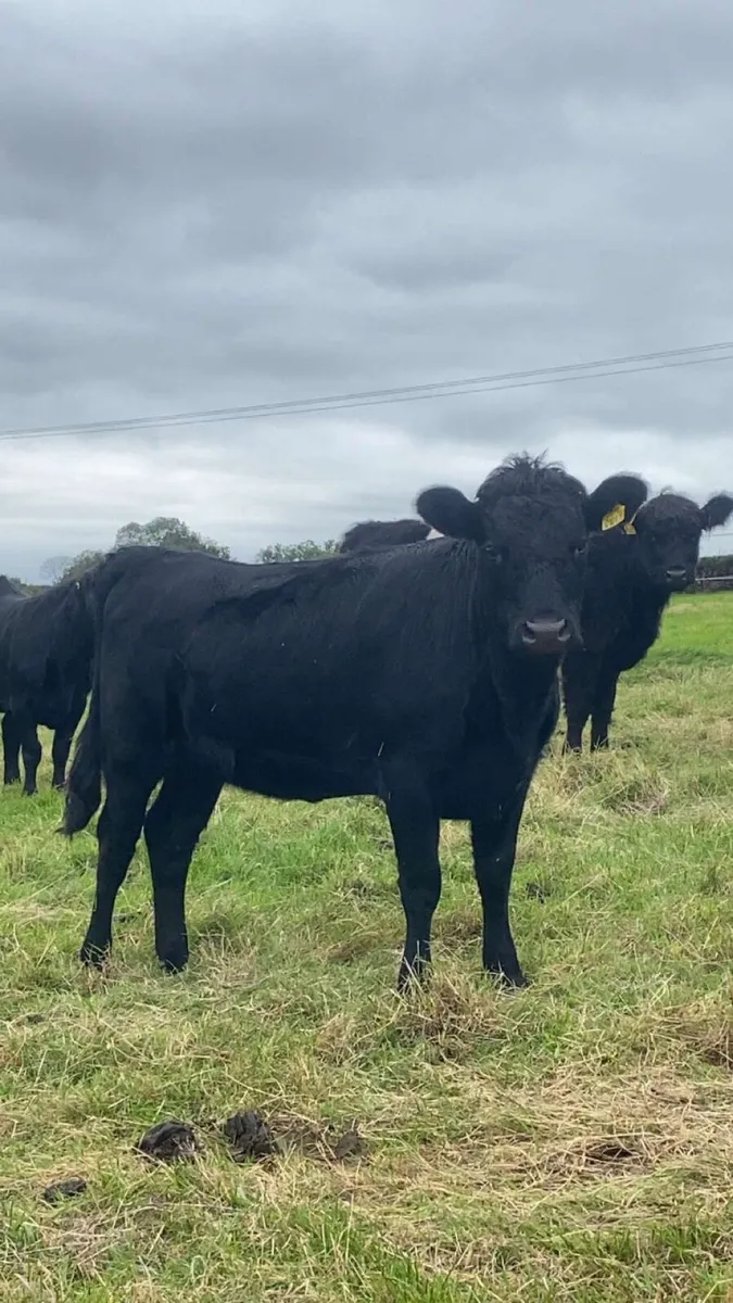 3 Dexter Heifers - Image 1