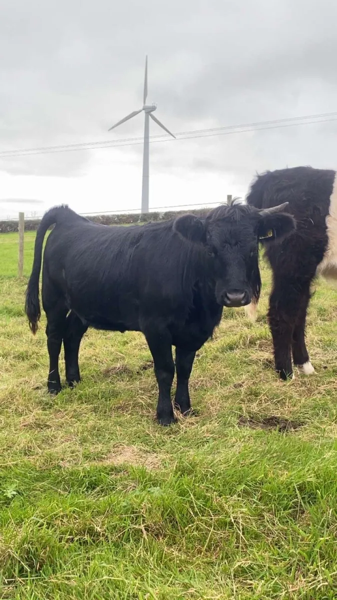 3 Dexter Heifers - Image 2