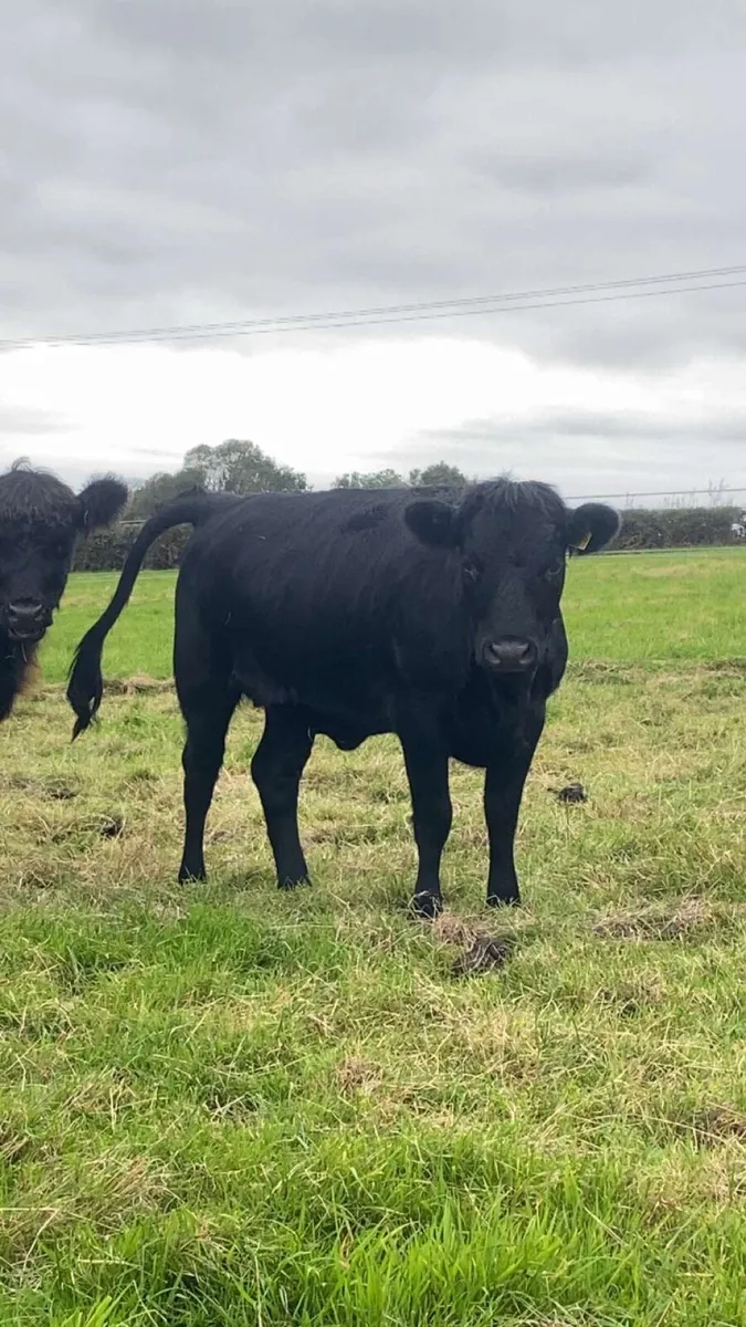 3 Dexter Heifers - Image 3