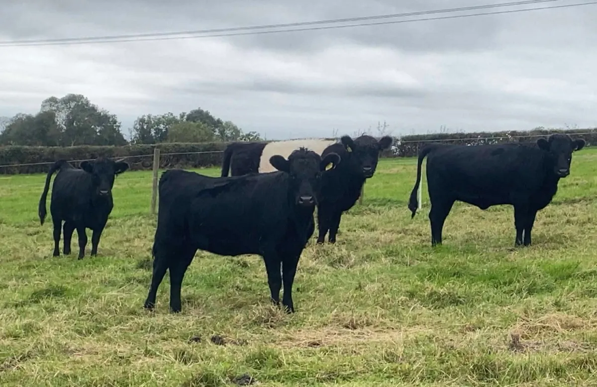 3 Dexter Heifers - Image 4