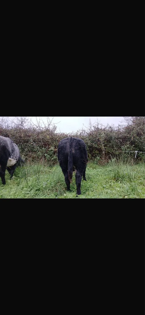 Weanlings - Image 2