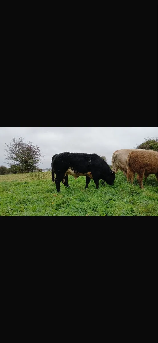 Weanlings - Image 3