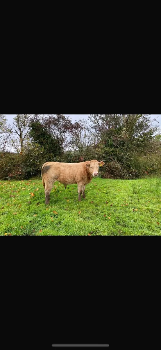 Weanlings - Image 1