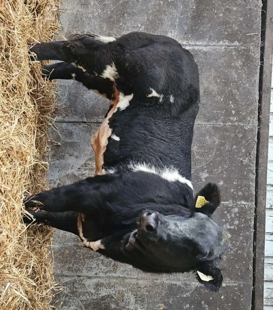 Weanling Heifers - Image 1