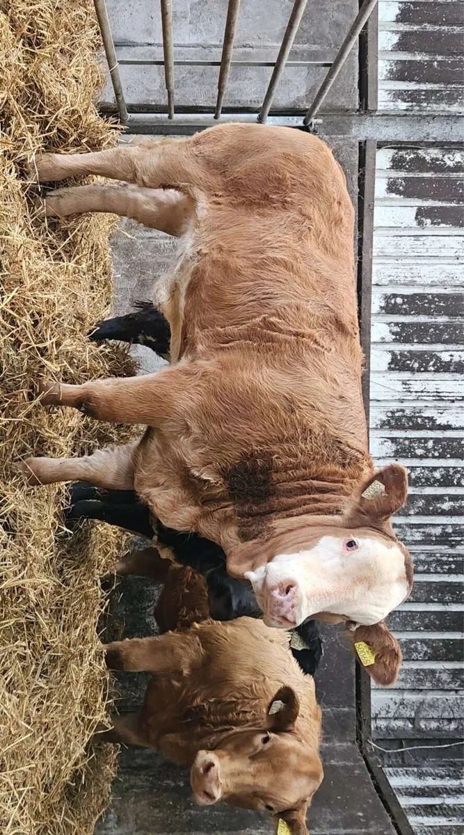 Weanling Heifers - Image 2