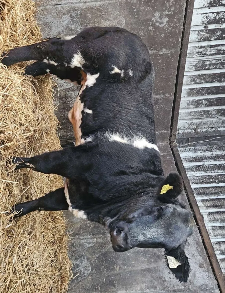 Weanling Heifers - Image 4