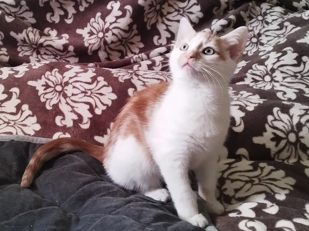 Kitten - Image 1