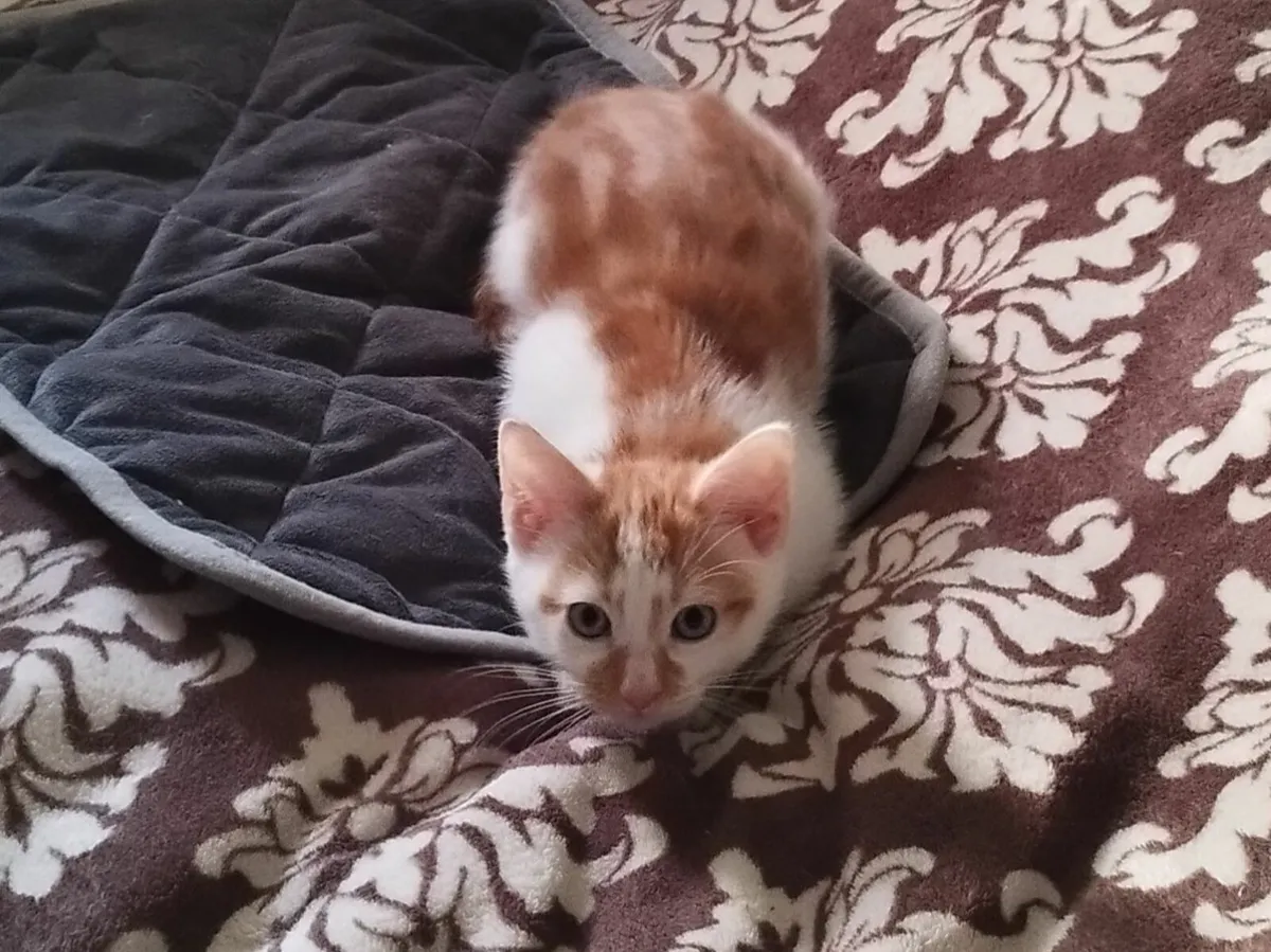 Kitten - Image 2