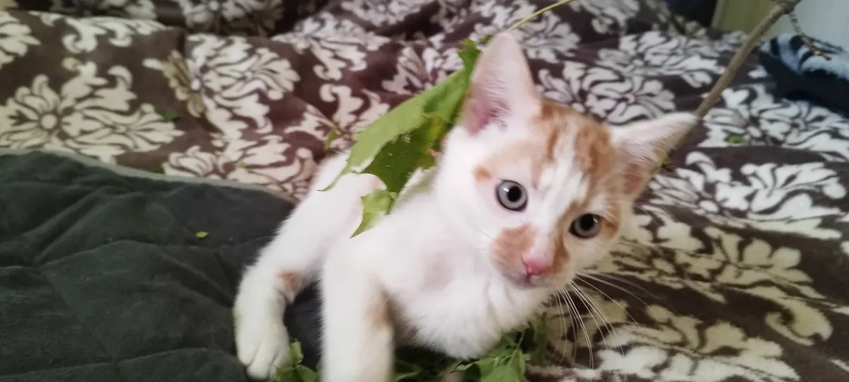 Kitten - Image 3