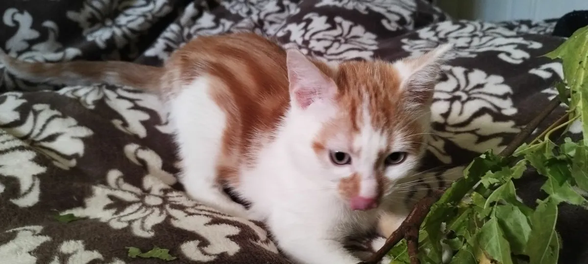 Kitten - Image 4