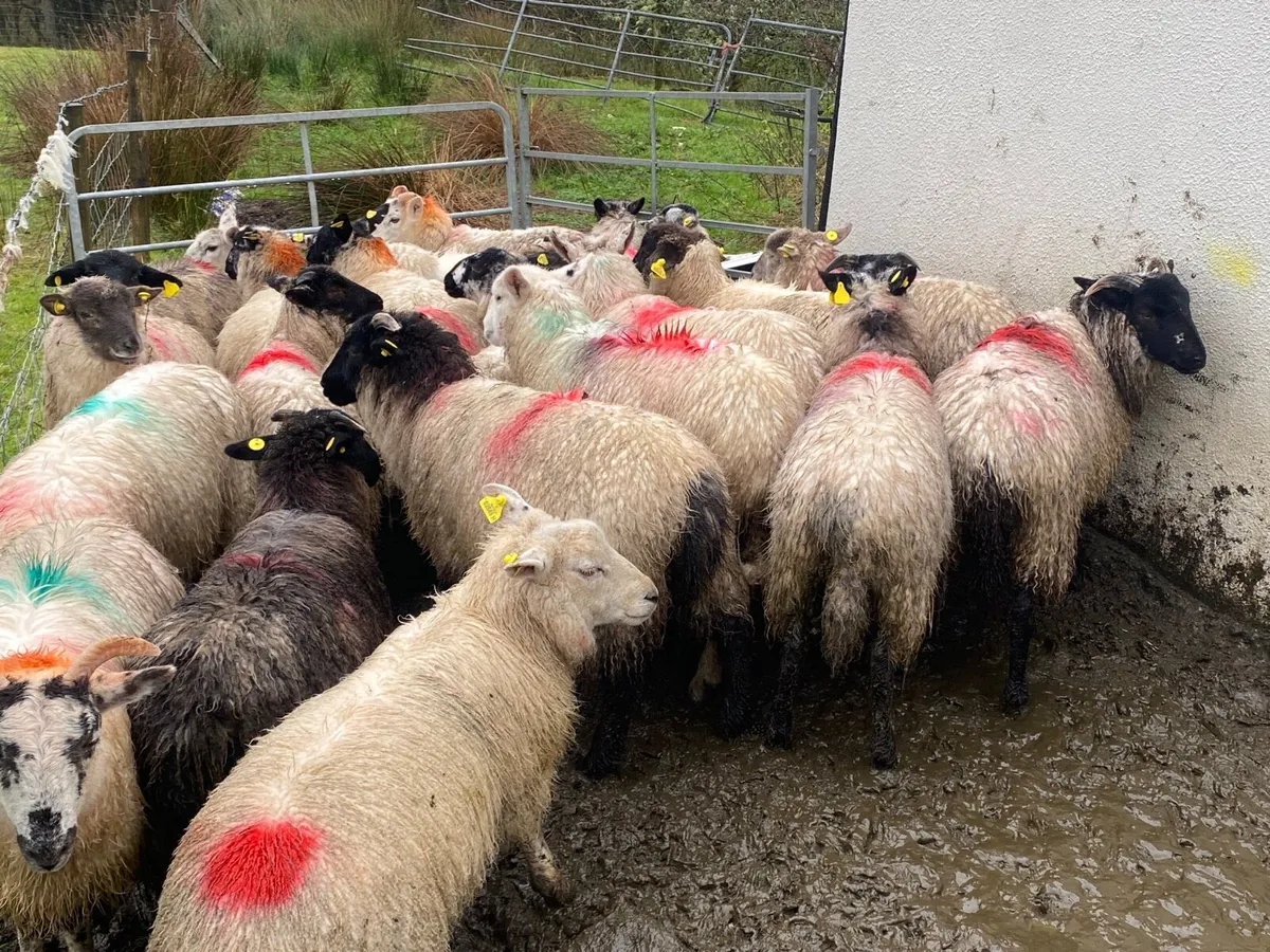 24 Super Ewe Lambs - Image 1