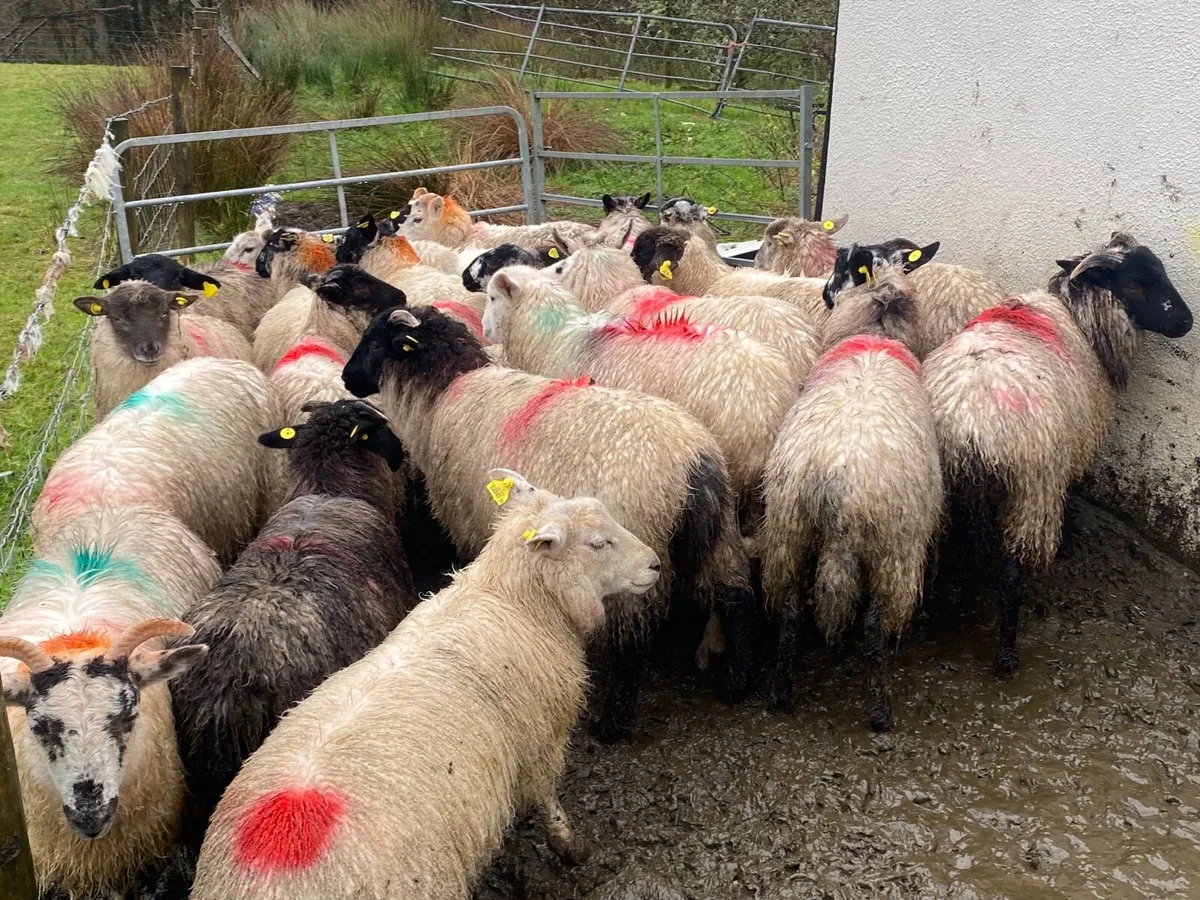 24 Super Ewe Lambs - Image 2