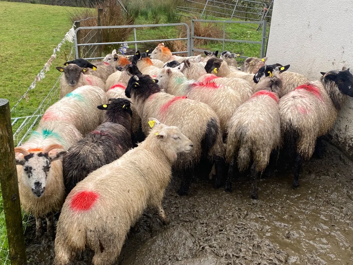 24 Super Ewe Lambs - Image 3