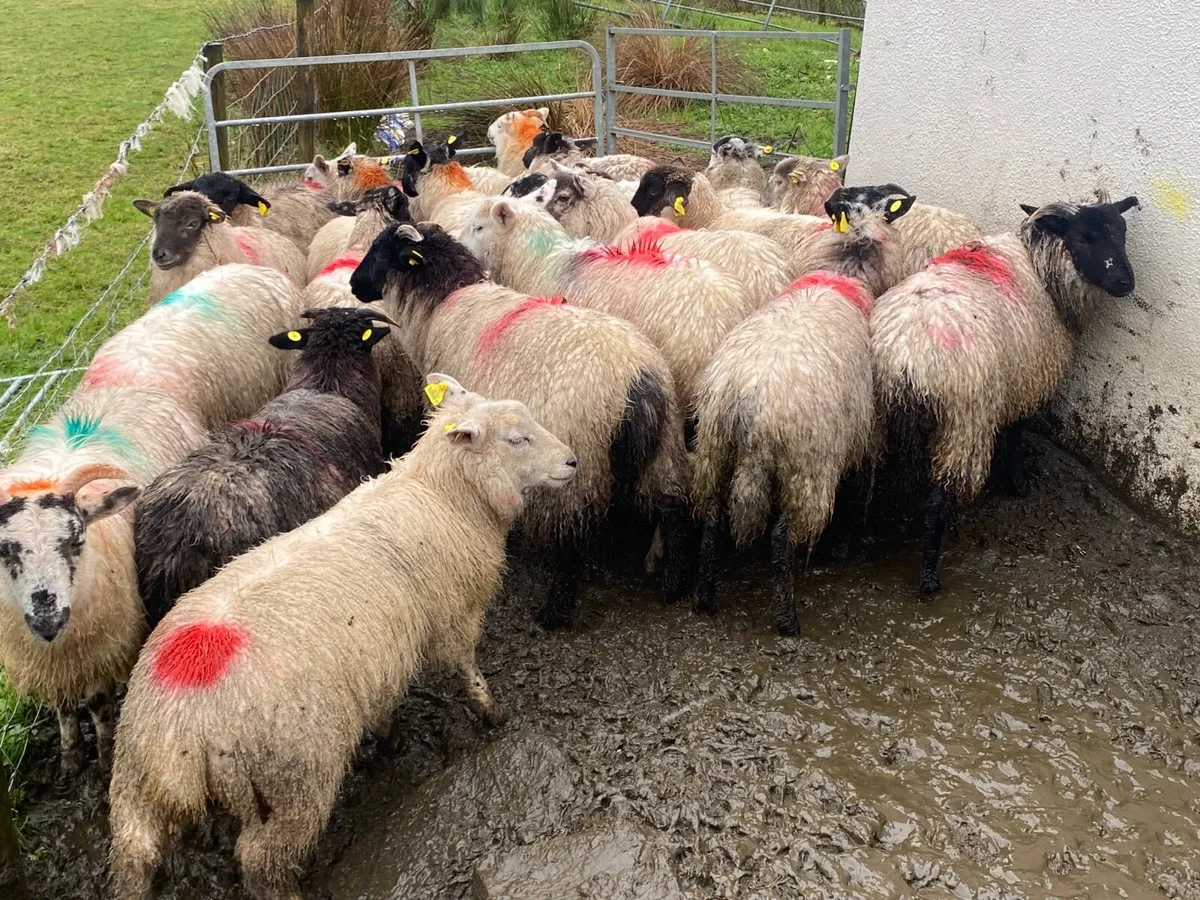 24 Super Ewe Lambs - Image 4