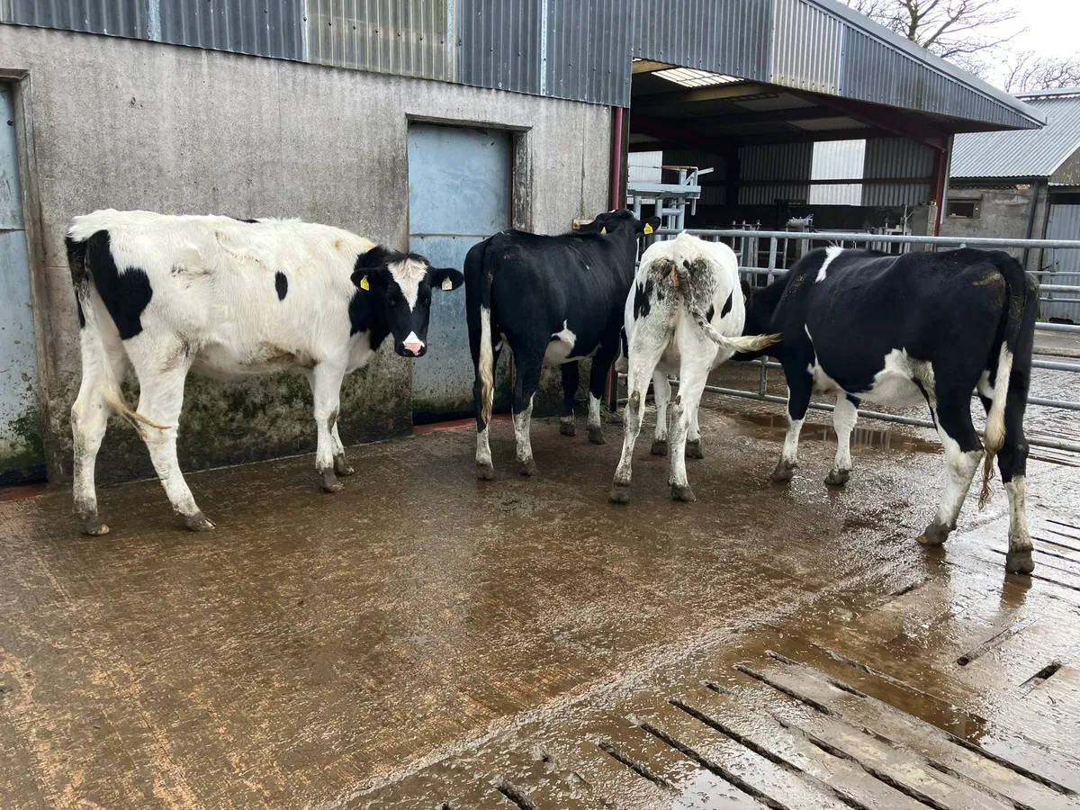 4 PBR In calf FR Heifers - Image 1