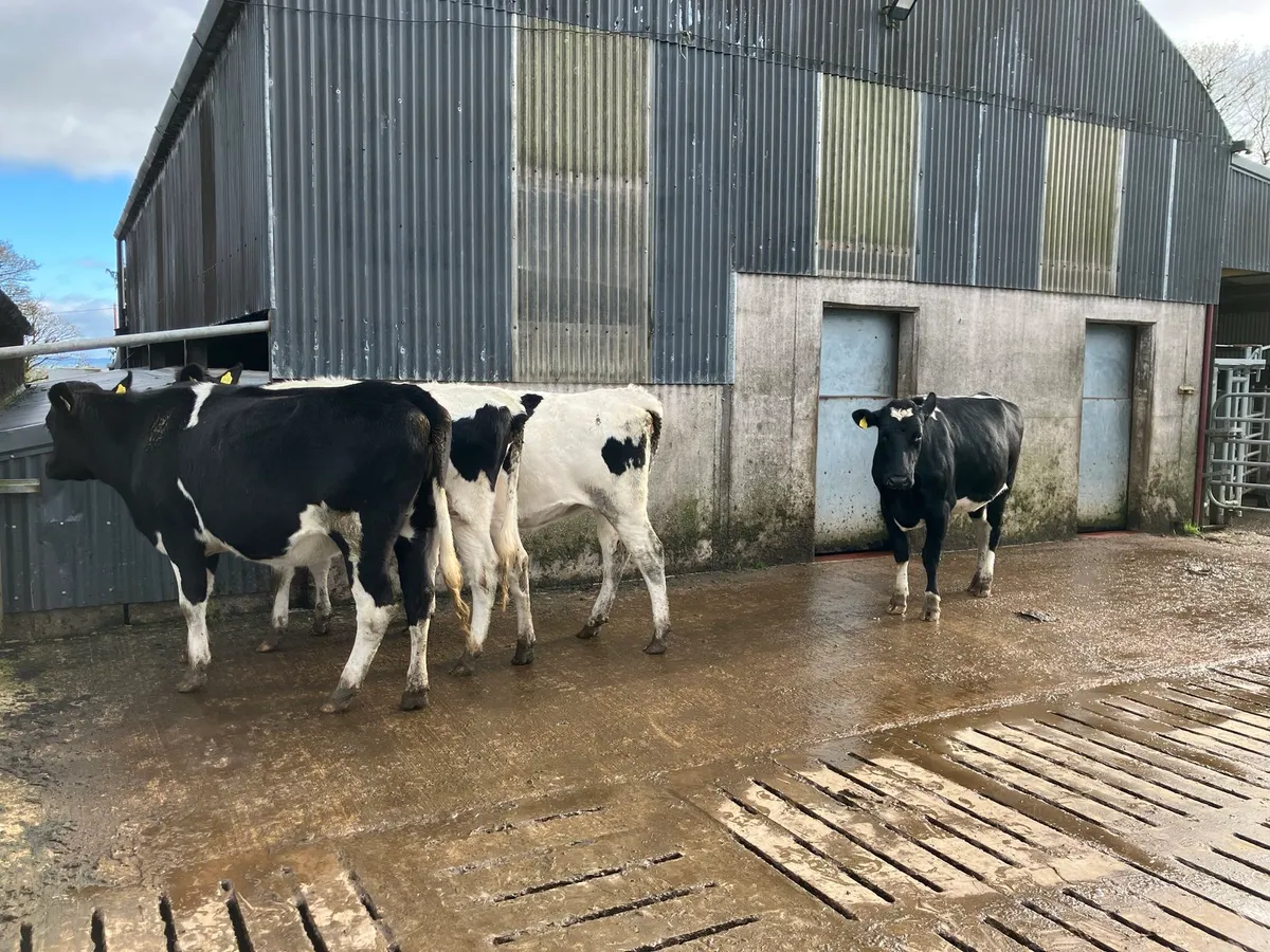 4 PBR In calf FR Heifers - Image 2