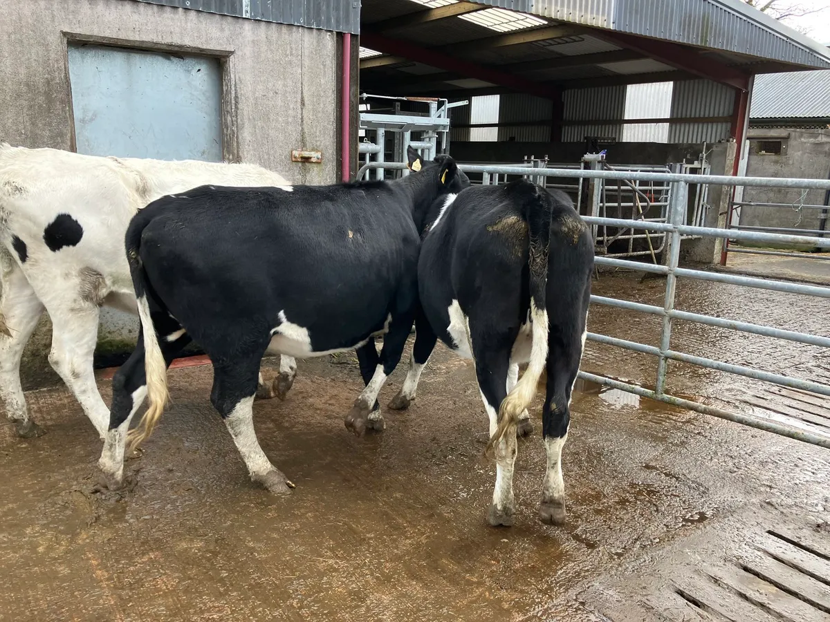 4 PBR In calf FR Heifers - Image 3