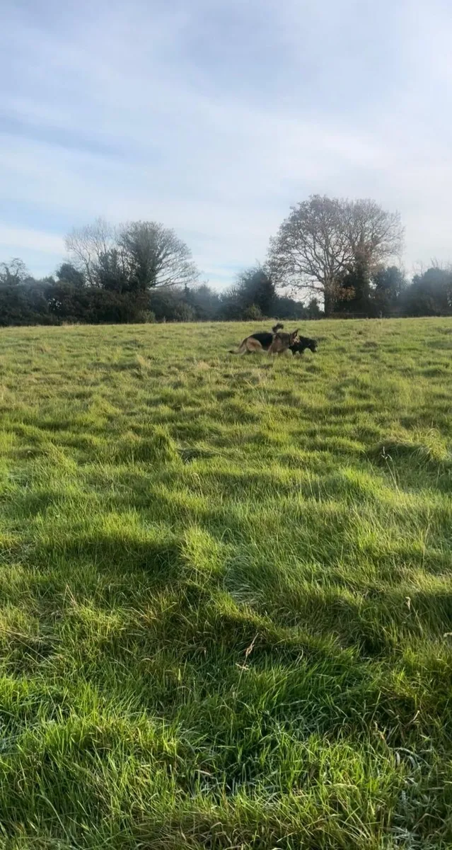 Winter Grazing - Image 1