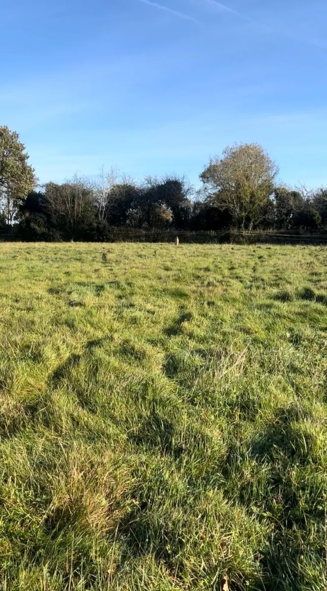 Winter Grazing - Image 2
