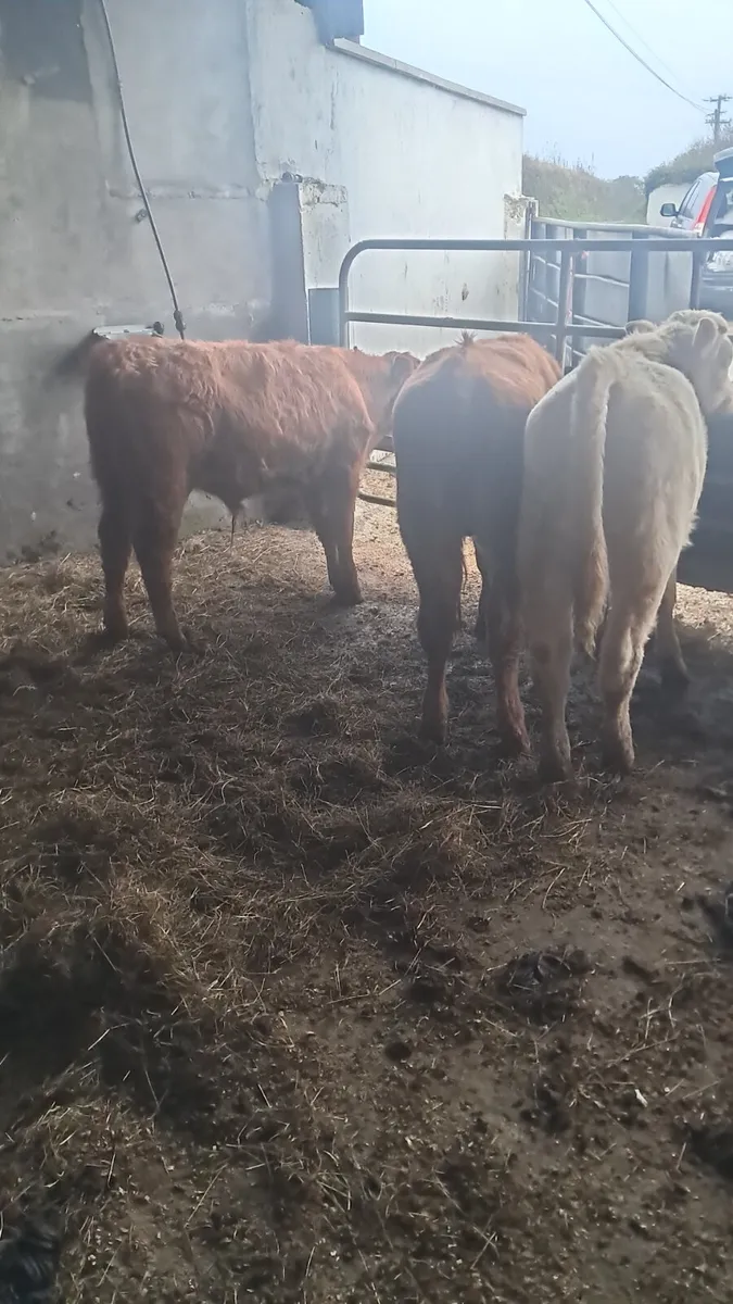 Limision bulls - Image 1