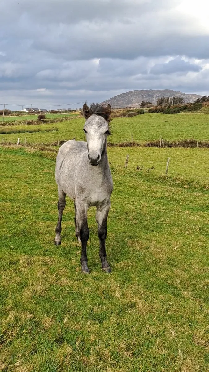 Cracking Connemara filly foal - Image 3
