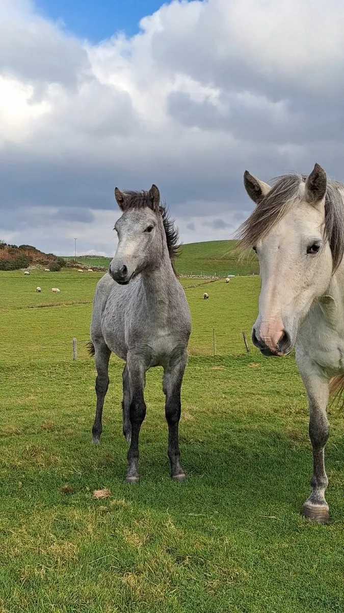 Cracking Connemara filly foal - Image 1