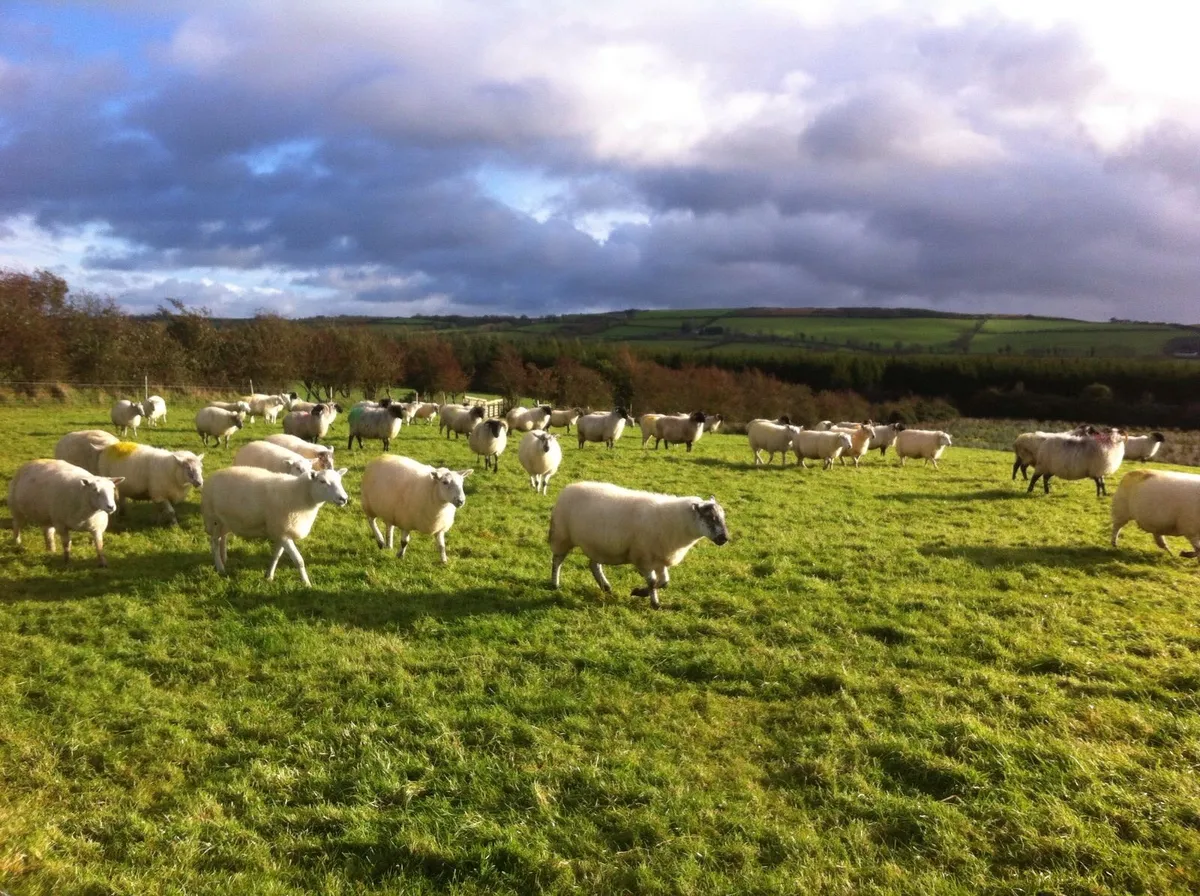 Winter grazing needed for 60 ewes