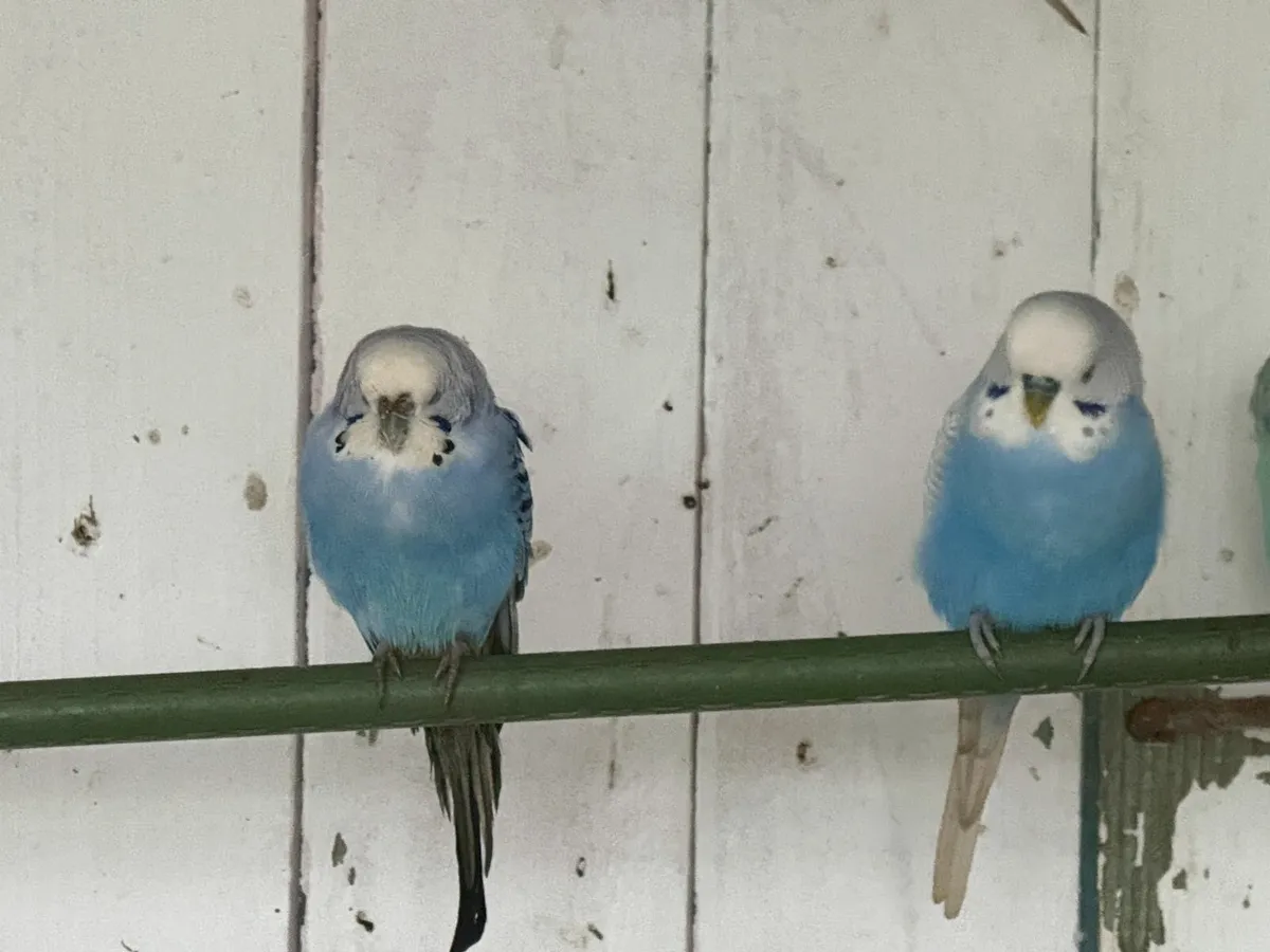 Budgies - Image 2