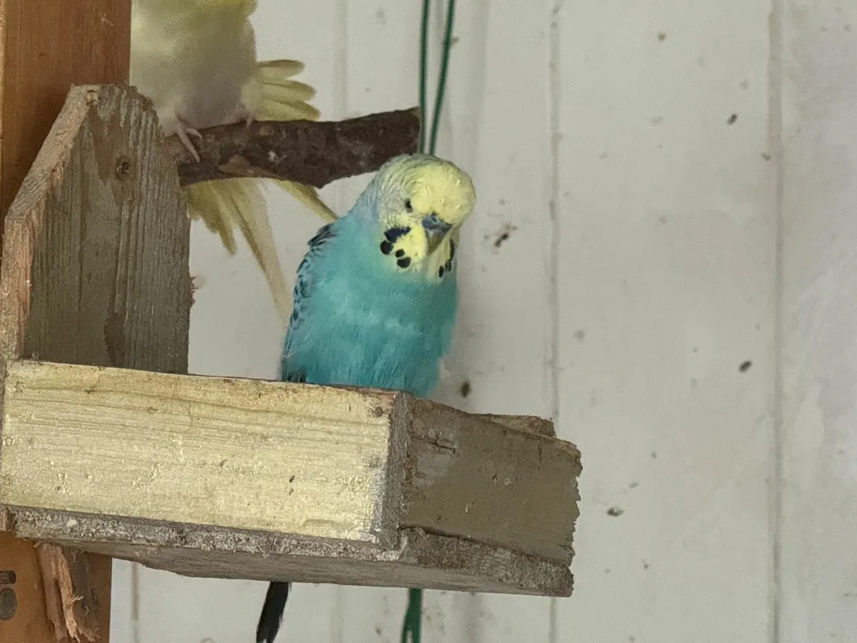 Budgies - Image 1