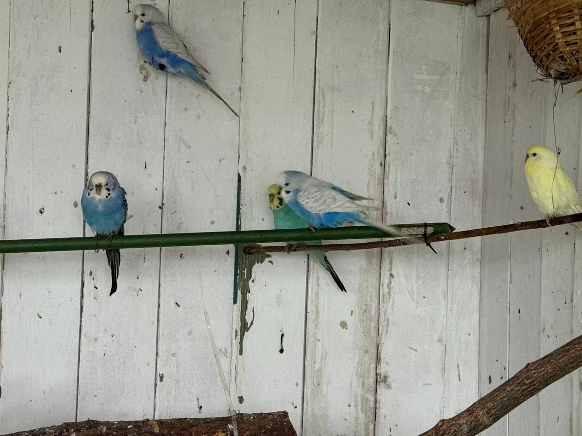Budgies - Image 3