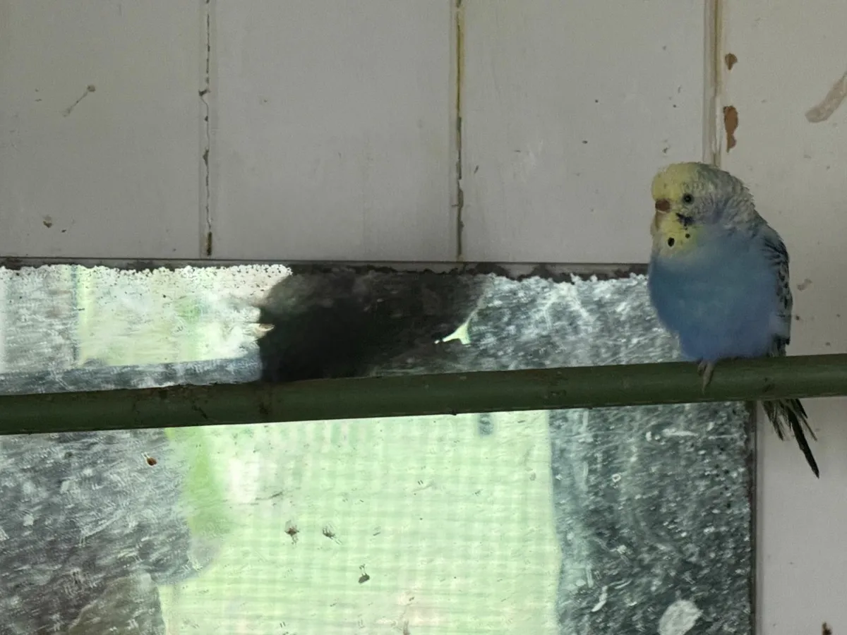 Budgies - Image 4