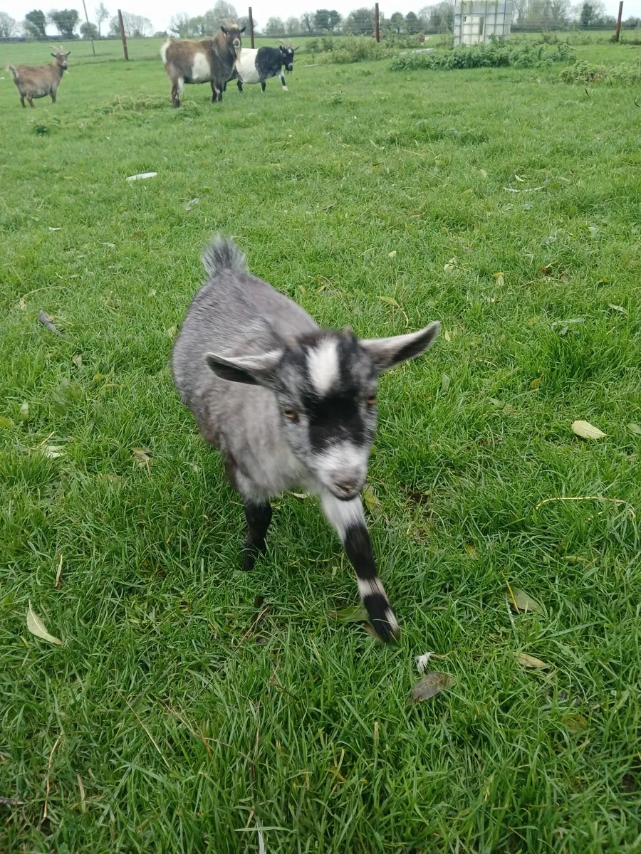 Pygmy kid - Image 1