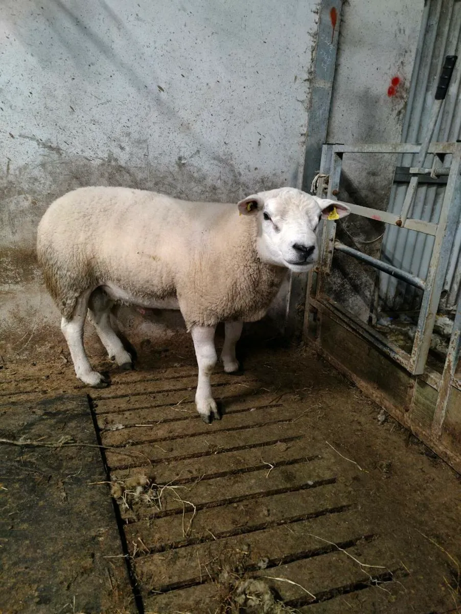 Texel Hogget ram - Image 1