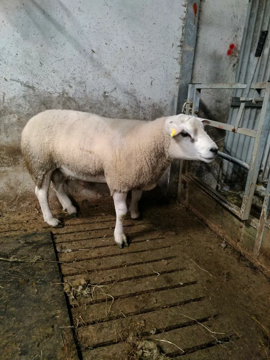 Texel Hogget ram - Image 2