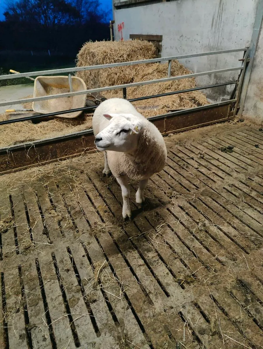 Texel Hogget ram - Image 3