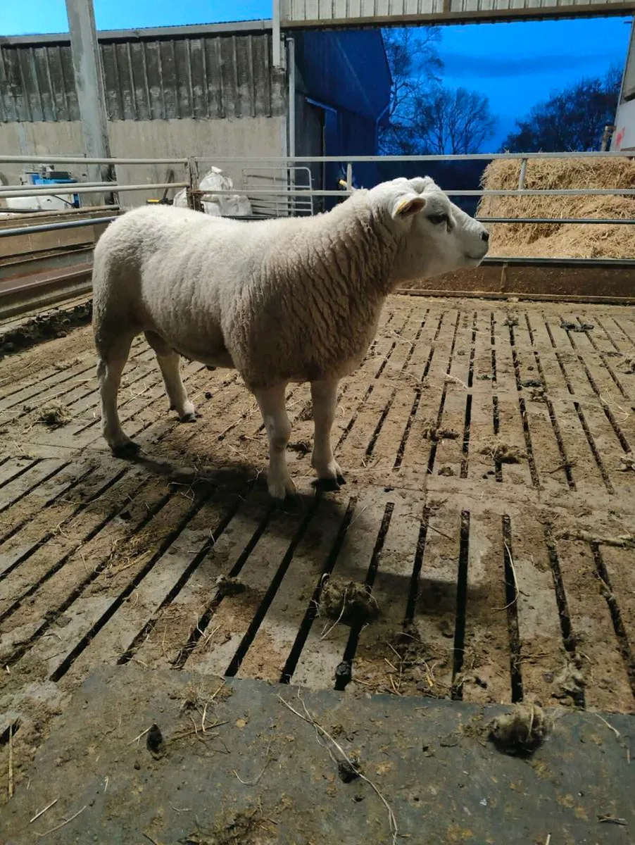 Texel Hogget ram - Image 4