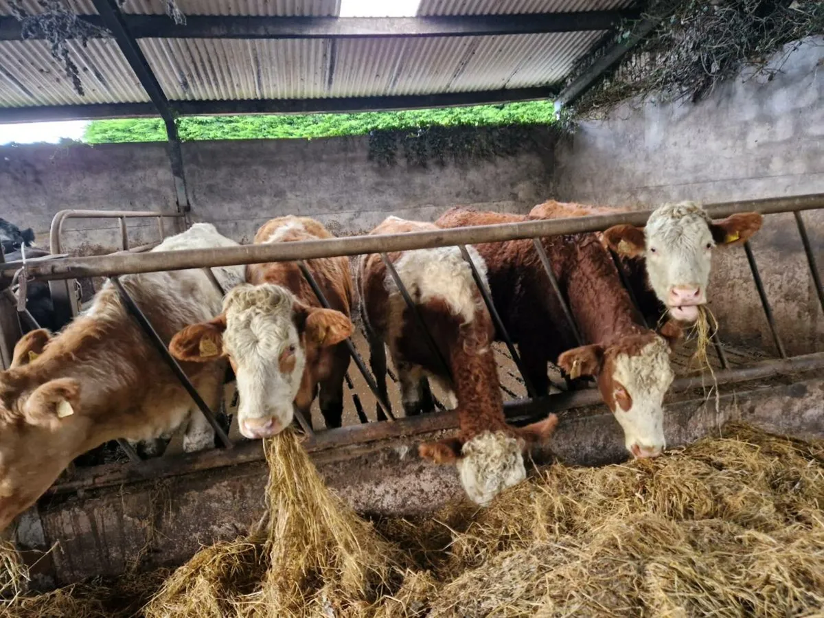 Breeding Heifers - Image 1