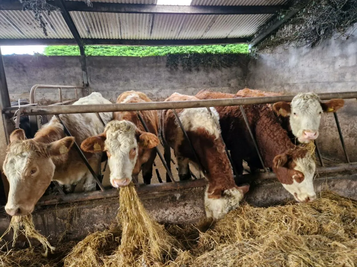 Breeding Heifers - Image 2