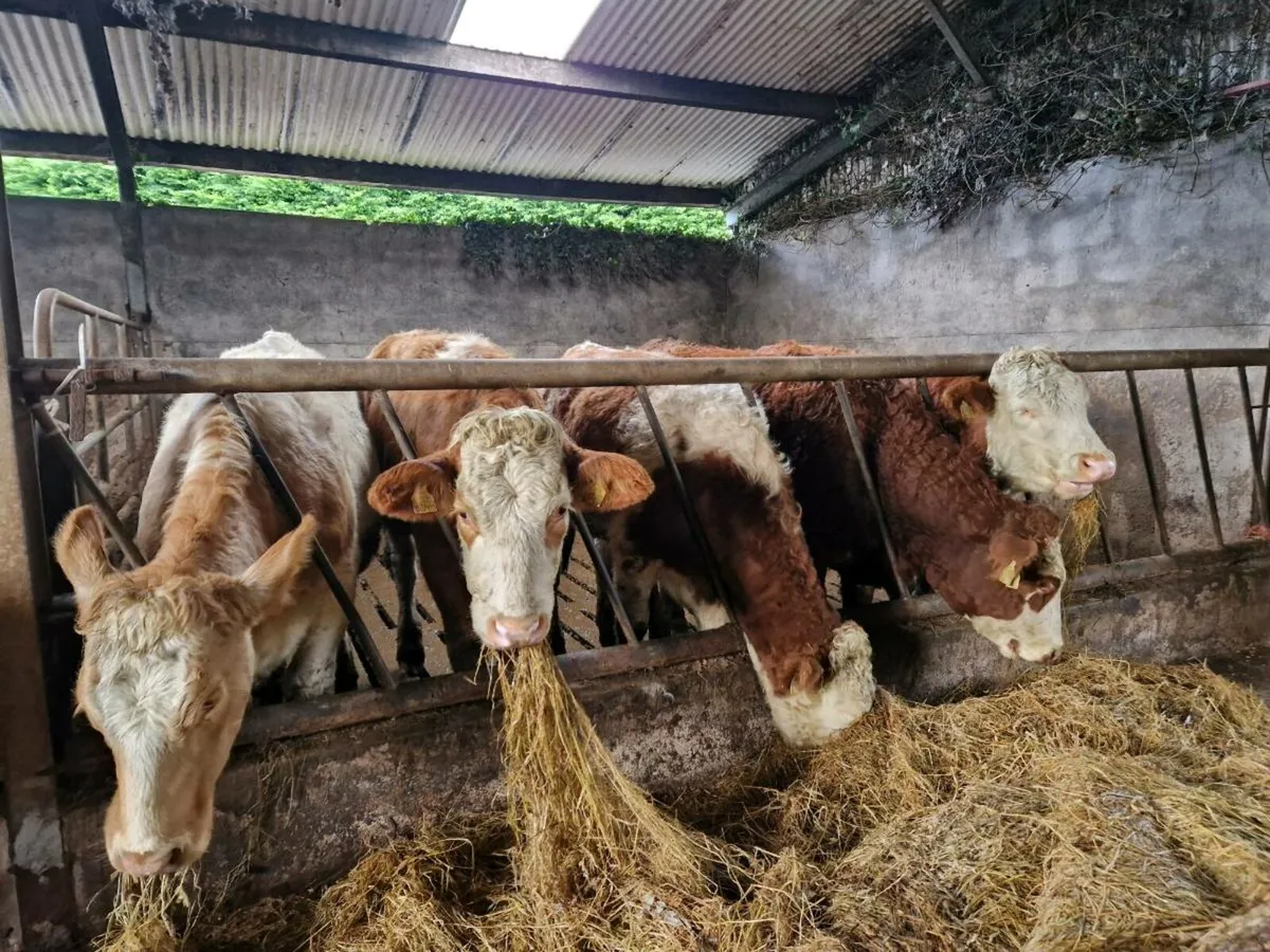 Breeding Heifers - Image 3