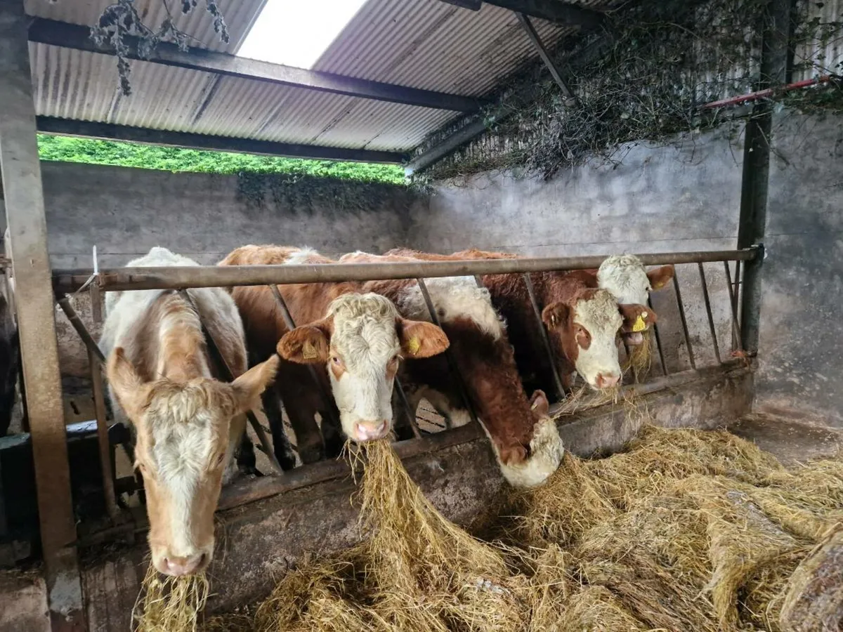 Breeding Heifers - Image 4