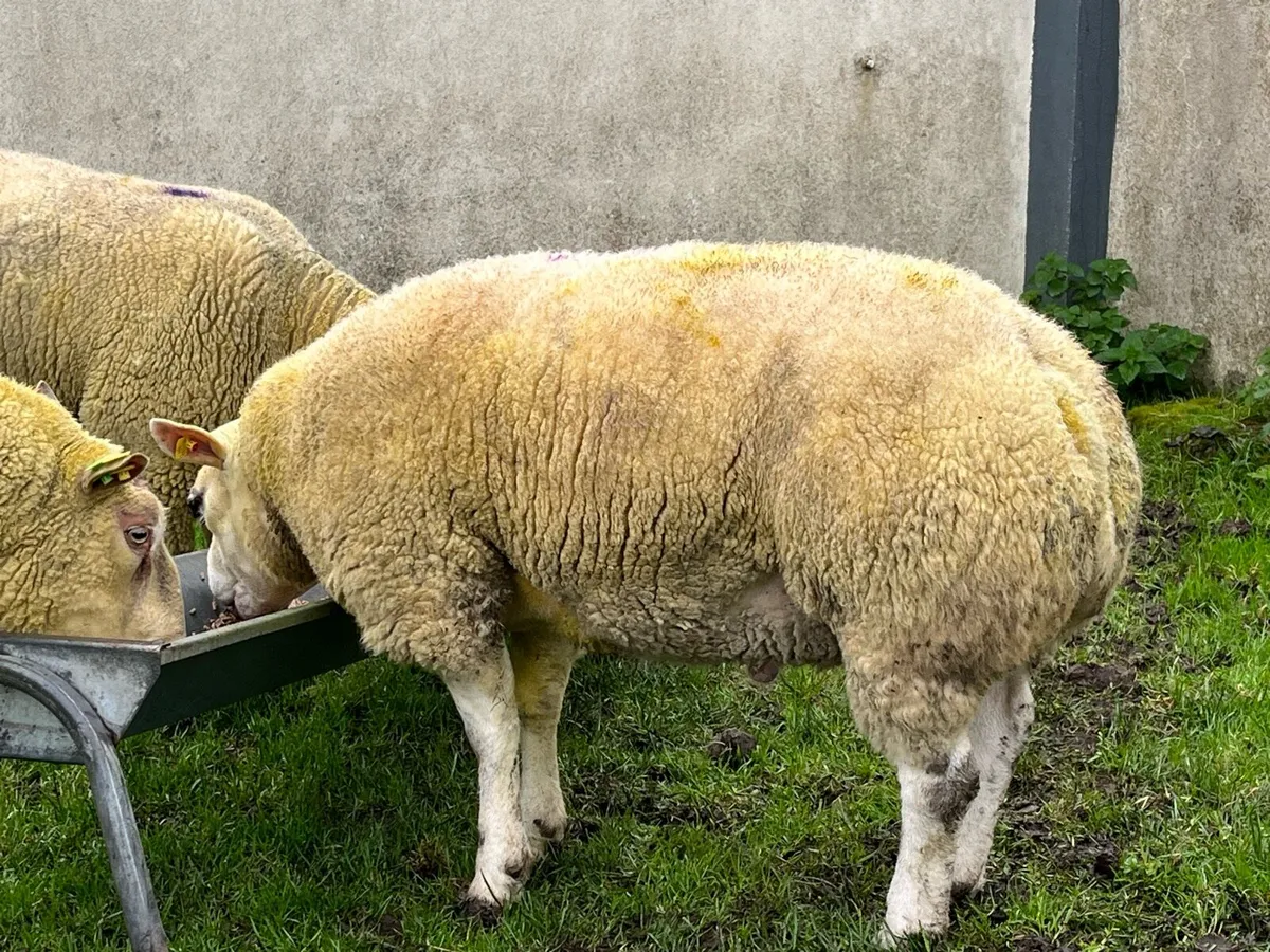 Pedigree Beltex ram - Image 1