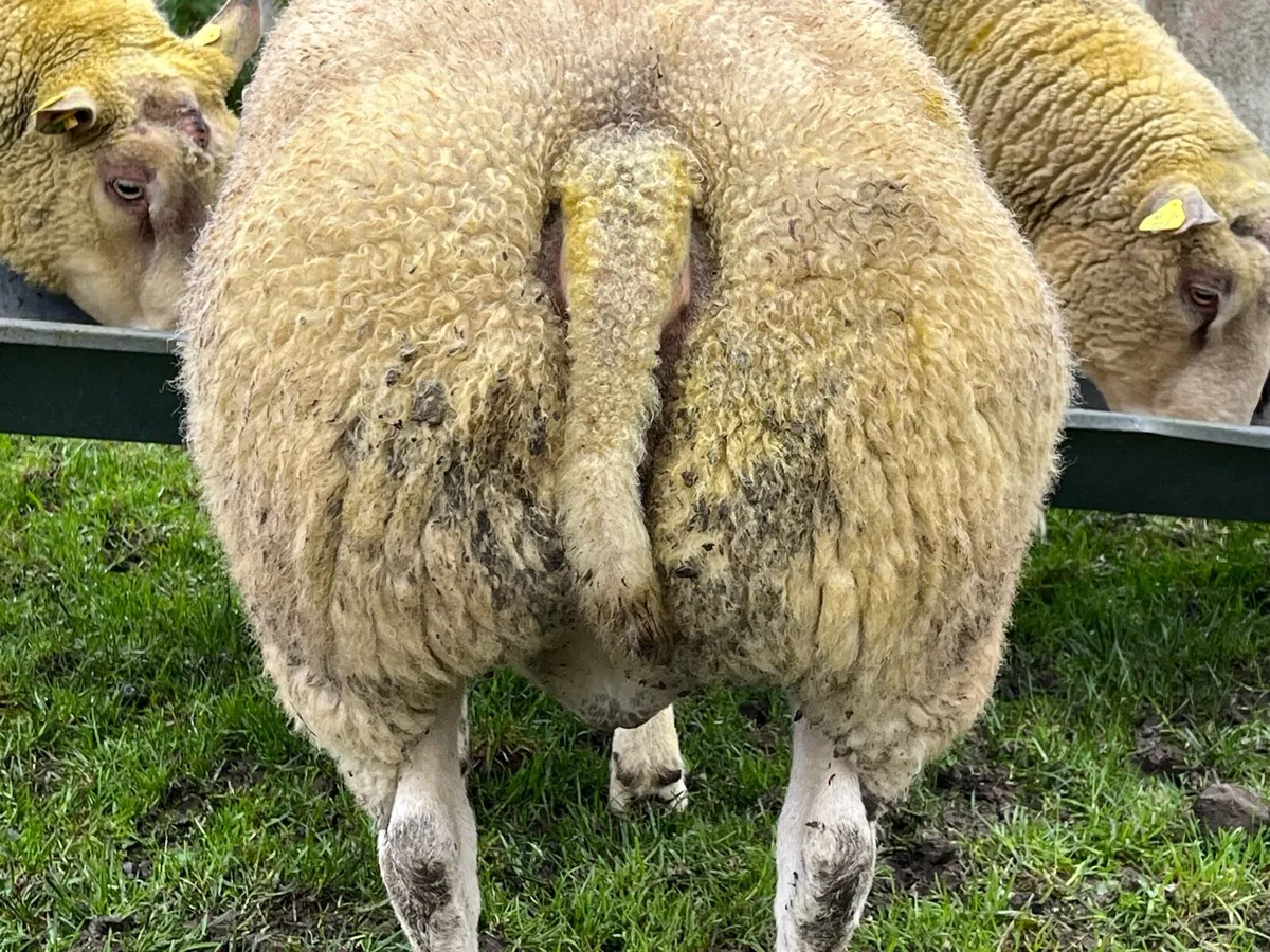 Pedigree Beltex ram - Image 2
