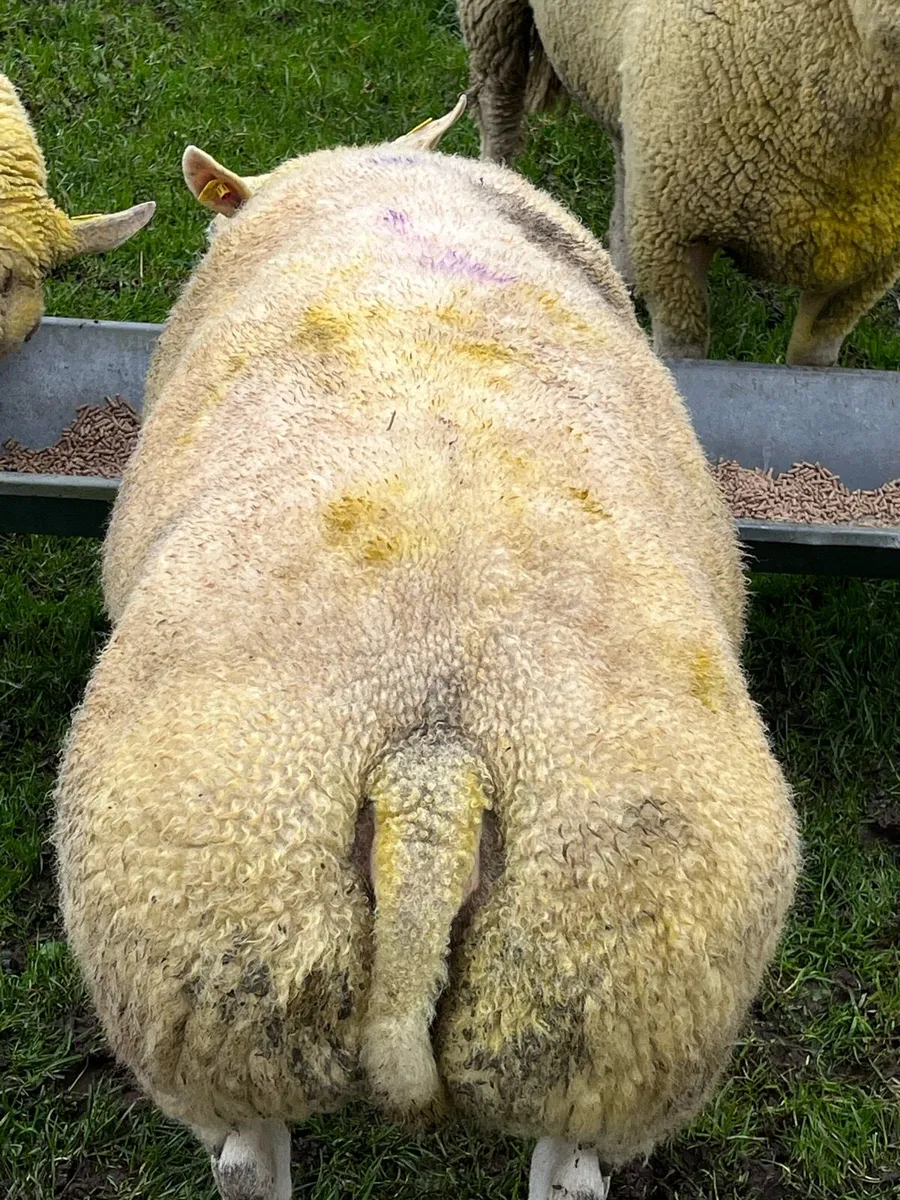 Pedigree Beltex ram - Image 3
