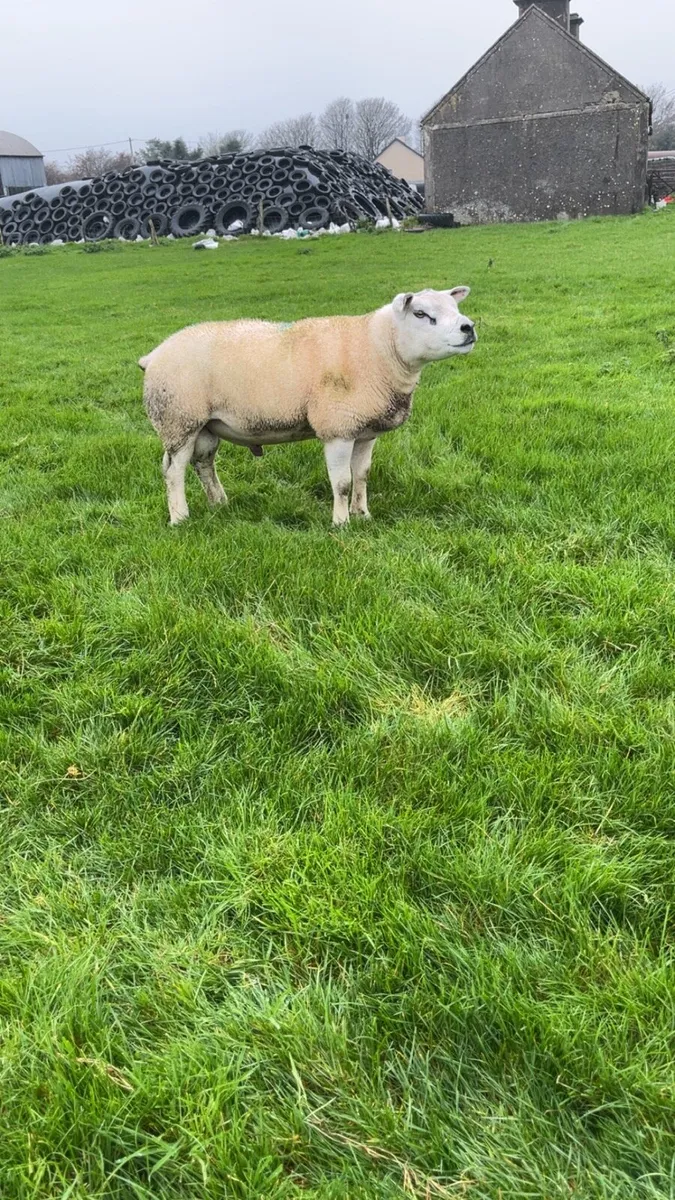 Texel Hogget ram - Image 1