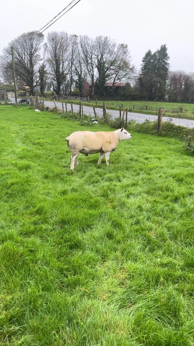 Texel Hogget ram - Image 2