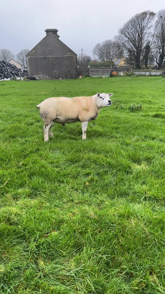 Texel Hogget ram - Image 3