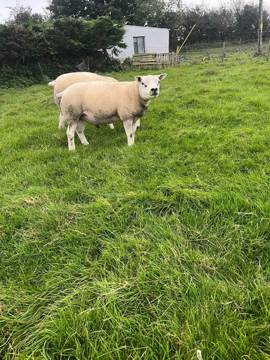 Texel Hogget ram - Image 4